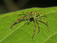 Epeus flavobilineatus - male  - Kaeng Krachan NP