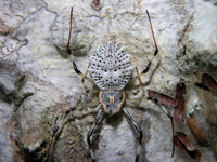 Herennia multipuncta - female  - Phuket