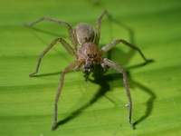 Heteropoda venatoria - female  - Phuket