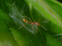 Myrmaplata plataleoides - female  - Phuket