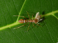 Myrmaplata plataleoides - female  - Phuket