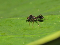 Myrmarachne melanocephala - female  - Baan Maka