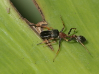 Myrmarachne melanocephala - male  - Baan Maka