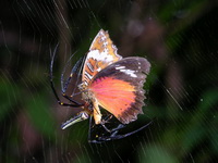 Nephila pilipes - female  - Phuket