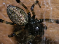Nephilengys malabarensis - female  - Phuket