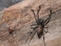 Nephilengys malabarensis - male & female  - Phuket