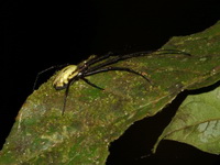 Orsinome vethi  - Sri Phang Nga NP