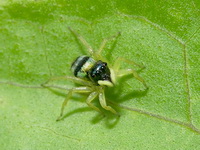Phintella vittata - female  - Phuket