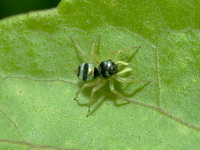 Phintella vittata - female  - Phuket