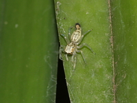 Phintelloides versicolor - female  - Baan Maka