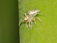 Phintelloides versicolor - female  - Baan Maka