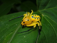 Platythomisus octomaculatus  - Phuket