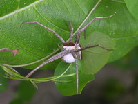 Thalassius albocinctus  - Phuket