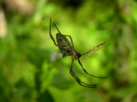 Trichonephila antipodiana  - Phuket