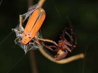 Unidentified Araneidae family  - Phuket
