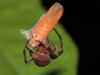 Unidentified Araneidae family  - Phuket