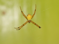 Unidentified Argiope sp  - Baan Maka