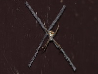 Unidentified Argiope sp  - Khao Soi Dao WS