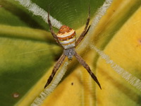 Unidentified Argiope sp  - Doi Chang Mup