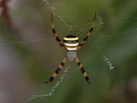 Unidentified Argiope sp  - Doi Inthanon NP