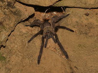 Unidentified Chilobrachys sp  - Kaeng Krachan NP