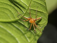 Unidentified Oxyopes sp  - Baan Maka