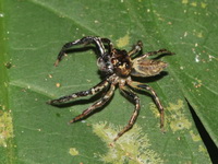 Unidentified Salticidae family  - Khao Luang NP