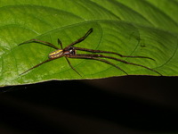 Unidentified Tetragnathidae family   - Sri Phang Nga NP