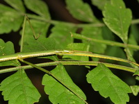 Baculomia siamensis - female  - Kaeng Krachan NP