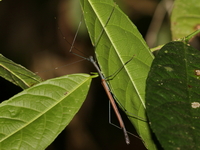 Baculomia siamensis - female  - Kaeng Krachan NP
