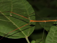 Baculomia siamensis - male  - Kaeng Krachan NP