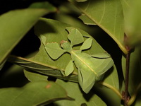 Cryptophyllium khmer - female  - Kaeng Krachan