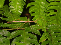 Diesbachia tamyris - ssp tamyris - male  - Bala