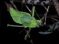 Heteropteryx dilatata  - Phuket