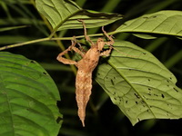Heteropteryx dilatata  - Khao Pra Bang Khram WS
