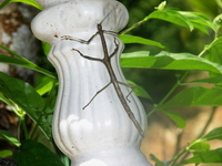Lonchodes pterodactylus - female  - Phuket