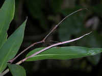 Lonchodes pterodactylus - male  - Mu Koh Similan NP