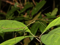 Lopaphus iolas - ssp perakensis  - Khao Pra Bang Khram WS