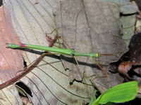 Marmessoidea rosea - female  - Phuket