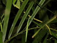 Necroscia affinis - female  - Betong