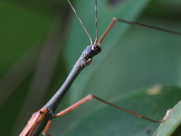 Paramarmessoidea annulata - male  - Phuket