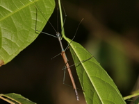Paramarmessoidea annulata - male  - Kaeng Krachan NP