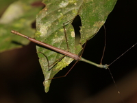 Paramarmessoidea annulata - male  - Bang Lang NP