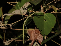Phobaeticus serratipes - female  - Bang Lang NP