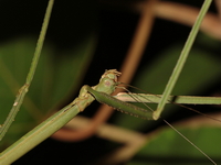 Phobaeticus serratipes - female  - Bang Lang NP