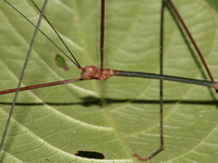 Ramulus nematodes - male  - Phuket