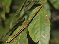 Sosibia nigrispina - male  - Khao Kitchakut NP