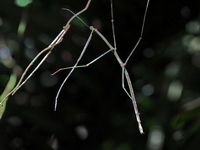 Tirachoidea cantori - male  - Bala