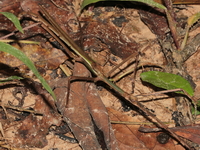 Tirachoidea cantori - male  - Thung Chalee