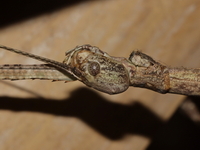 Tirachoidea siamensis - female nymph  - Kaeng Krachan NP